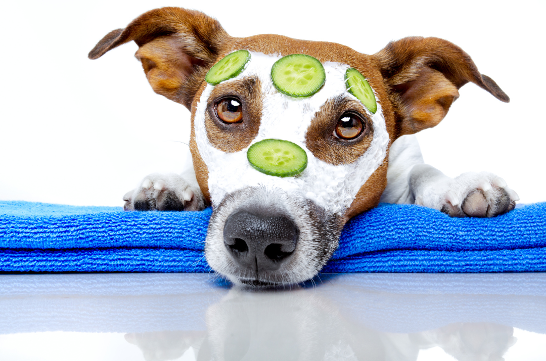 Guida Completa all'Igiene e alla Cura del Tuo Cane