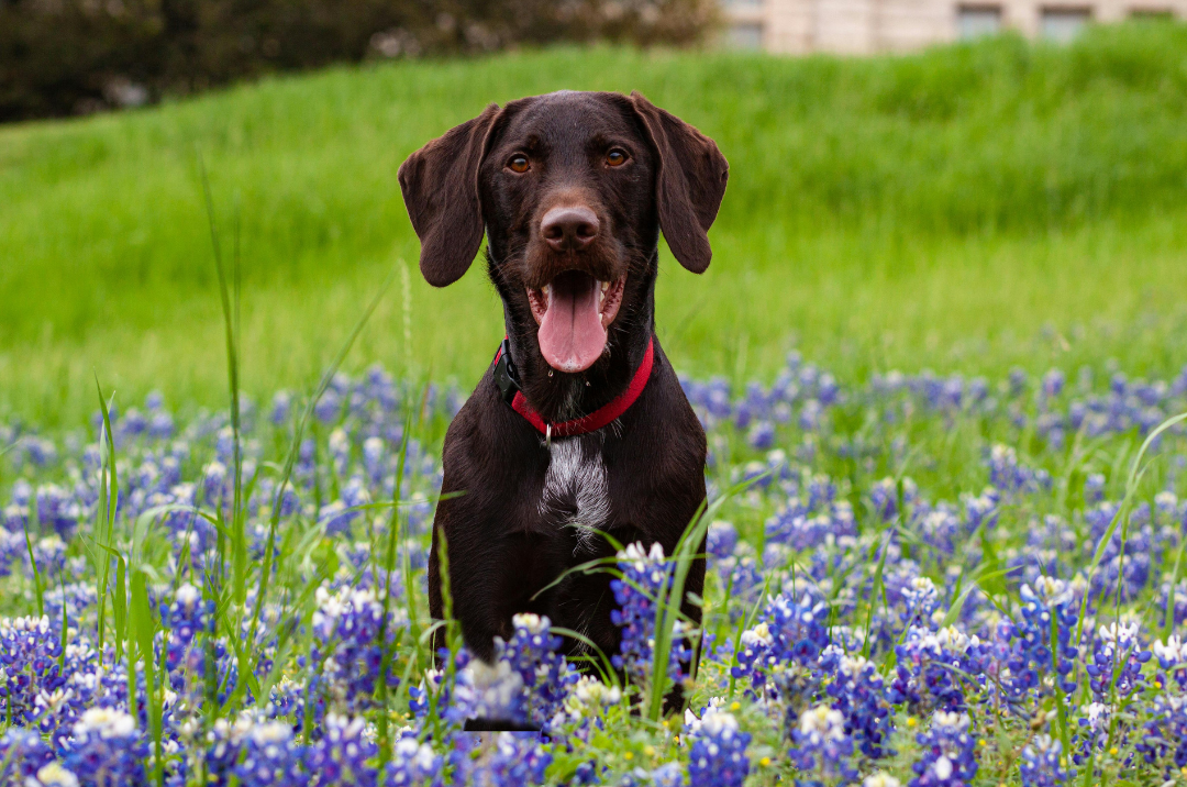 Perché Scegliere Prodotti Naturali per la Cura del Tuo Cane
