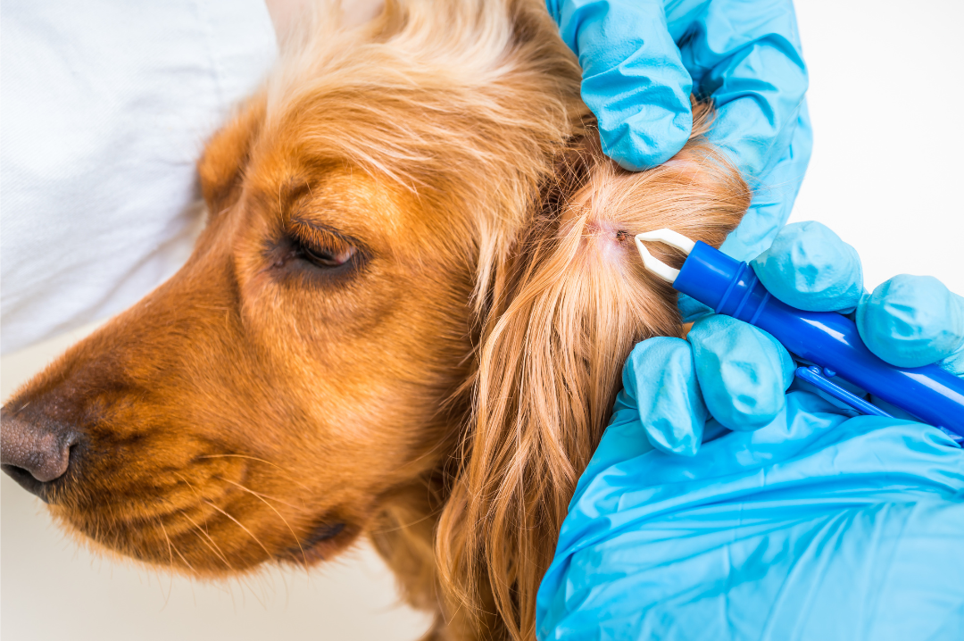 Zecche sul Cane? Ecco Come Diventare un Vero Detective a Quattro Zampe! 🔍🐕