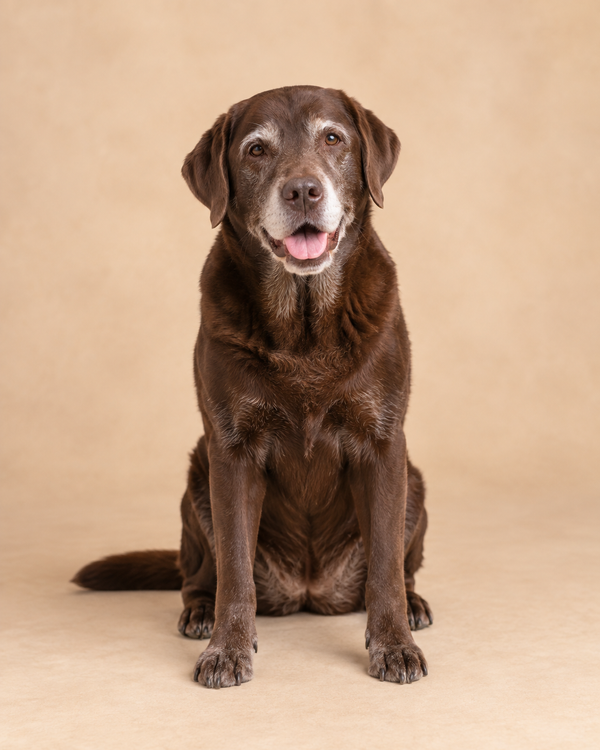 Cane senior