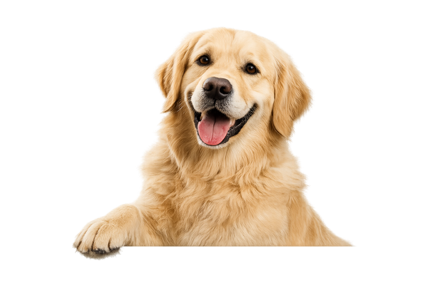 Cane Funny Dog